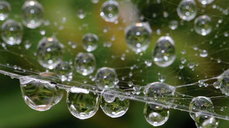 Gotas