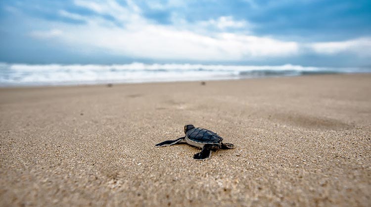Tortuga