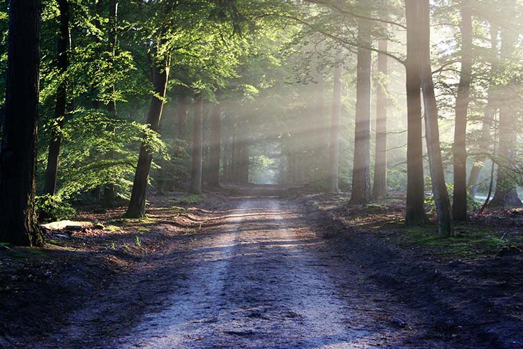 Camino