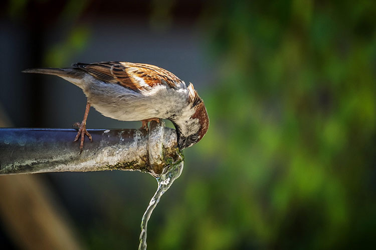 Gorrión bebiendo agua de una fuente