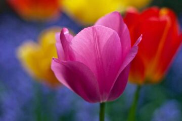 El colorido jardín que encontró Teresa
