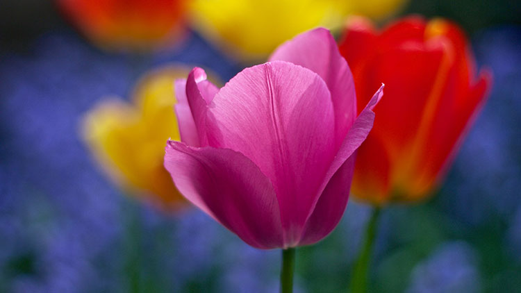 Tulipanes