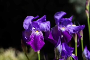 25 primaveras