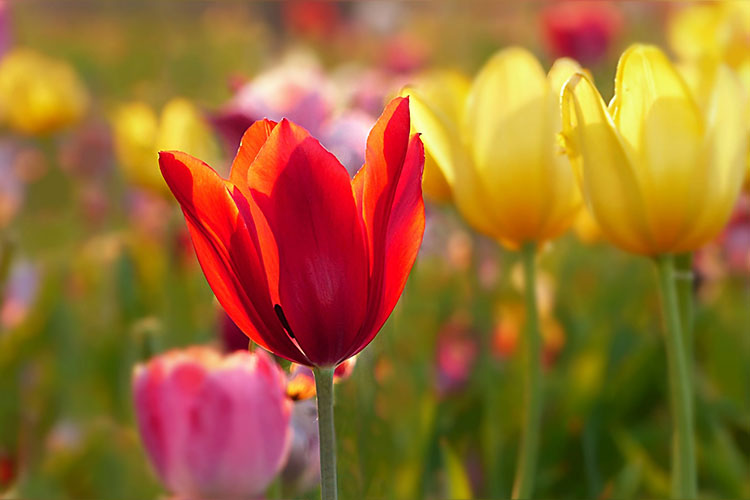 Tulipanes