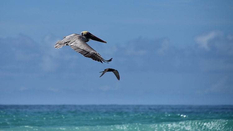 Pelícanos volando